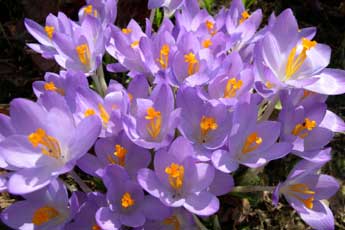 Crocus or Meadow Saffron