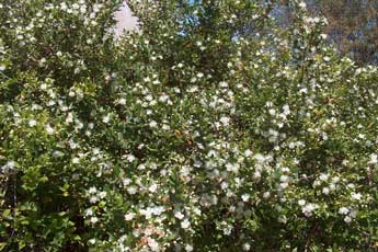 Myrtle - The Bible Garden